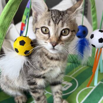 Brooklyn -  Tabby Cat for Adoption in Pasco, Washington - Brooklyn | PetCurious