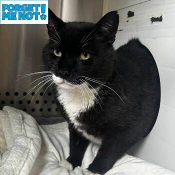 Caballo -  Domestic Short Hair Cat for Adoption in Baltimore, Maryland - Caballo | PetCurious