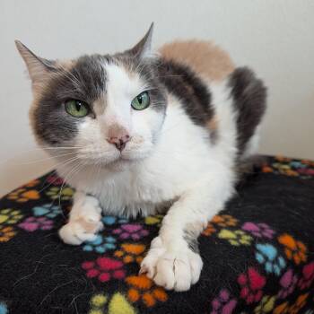 Iris -  Domestic Short Hair Cat for Adoption in Rochester, Minnesota - Iris | PetCurious