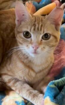 Domestic Short Hair Cats Available for Adoption in Elizabethton, Tennessee - PEACH | PetCurious