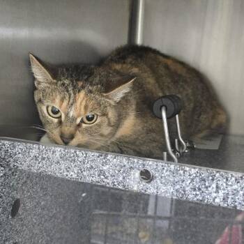 Domestic Short Hair Cats Available for Adoption - Enid 26-0140 | PetCurious