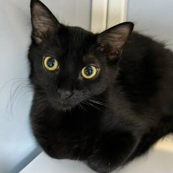 Midnight -  Domestic Medium Hair Cat for Adoption in Yucaipa, California - Midnight | PetCurious