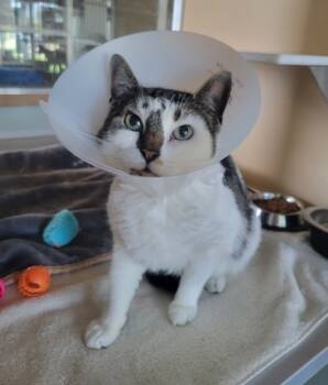 Rescue Domestic Short Hair Cats for Adoption in Leander, Texas - Ms. Dawn | PetCurious