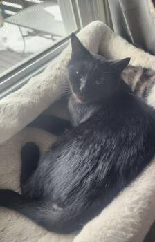 Domestic Short Hair Cats Available for Adoption - Ducati, Willow Grove Area, (FCID 01/13/2026-132) | PetCurious