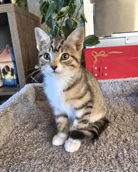 Toph -  Domestic Short Hair Cat for Adoption in Ephrata, Washington - Toph | PetCurious
