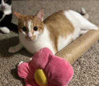 Domestic Short Hair Cats Available for Adoption - Butterscotch | PetCurious