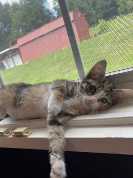 Portia -  Calico Cat for Adoption in Clarksville, Tennessee - Portia | PetCurious