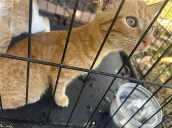 A660681 -  Domestic Short Hair Cat for Adoption in Houston, Texas - A660681 | PetCurious