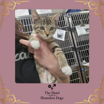 Fudge -  Domestic Short Hair Cat for Adoption in Cumberland, Rhode Island - Fudge | PetCurious