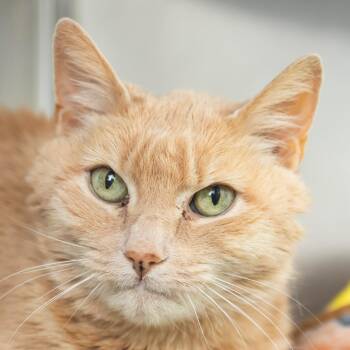 Domestic Short Hair Cats Available for Adoption in Middletown, Rhode Island - Ruby | PetCurious