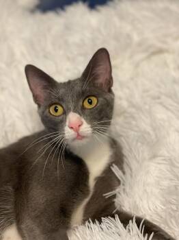 Rescue Domestic Short Hair Cats for Adoption in Boca Raton, Florida - Glenda | PetCurious