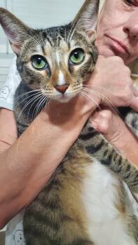 Domestic Short Hair Cats Available for Adoption - Pebbles | PetCurious