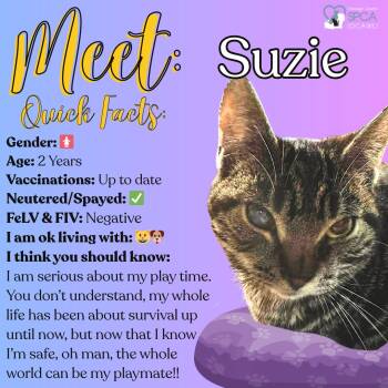 Tiger Cats Available for Adoption in Fulton, New York - Suzie | PetCurious