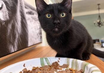 Mr. Bobby -  Domestic Short Hair Cat for Adoption in Batesville, Arkansas - Mr. Bobby | PetCurious