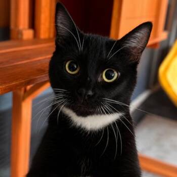 Bootsie -  Domestic Short Hair and Tuxedo Cat for Adoption in Antioch, California - Bootsie | PetCurious