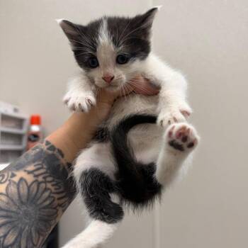 Domestic Short Hair Cats Available for Adoption in Morganton, North Carolina - Forest | PetCurious