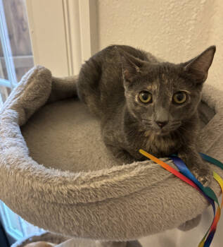 Rescue Domestic Short Hair and Tortoiseshell Cats for Adoption in Frisco, Texas - Kameko | PetCurious