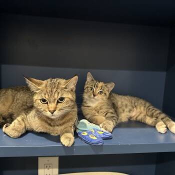 Rescue Domestic Medium Hair Cats for Adoption in Tipp City, Ohio - Lint | PetCurious