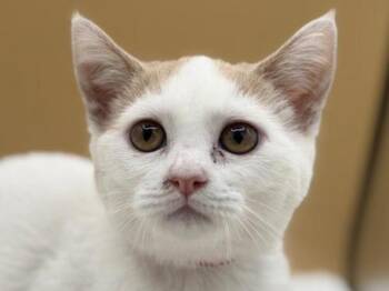 Bunny -  Domestic Short Hair Cat for Adoption in Portland, Oregon - Bunny | PetCurious