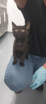 Squirrel -  Domestic Short Hair Cat for Adoption in North Miami Beach, Florida - Squirrel | PetCurious