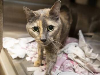 RAYA -  Domestic Short Hair Cat for Adoption in Phoenix, Arizona - RAYA | PetCurious