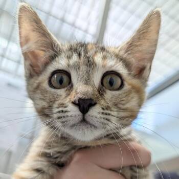 Baguette -  Domestic Short Hair Cat for Adoption in Long Beach, California - Baguette | PetCurious