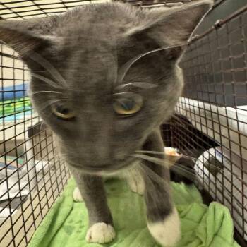 Tommy -  Domestic Short Hair Cat for Adoption in Chicago, Illinois - Tommy | PetCurious