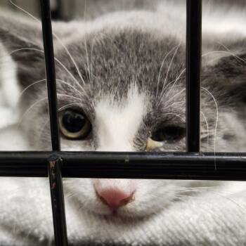 Haze -  Domestic Short Hair Cat for Adoption - Haze | PetCurious