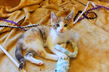 Felicity -  Calico Cat for Adoption in Urbana, Ohio - Felicity | PetCurious