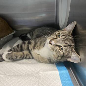 Tito -  Domestic Short Hair Cat for Adoption in Greensboro, North Carolina - Tito | PetCurious