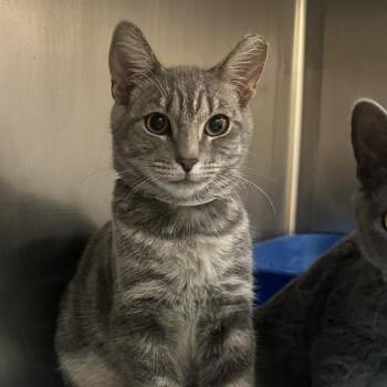 Bucket -  Domestic Short Hair Cat for Adoption in Walnut Creek, California - Bucket | PetCurious