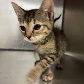 Zoey -  Domestic Short Hair Cat for Adoption in Valley, Alabama - Zoey | PetCurious