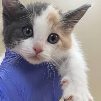 Domestic Short Hair Cats Available for Adoption - Elle | PetCurious