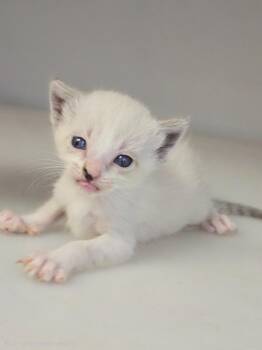 Kitten 1 -  Domestic Short Hair Cat for Adoption in Highland Village, Texas - Kitten 1 | PetCurious