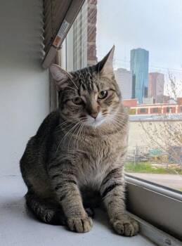 Tabby Cats Available for Adoption - Bowie | PetCurious