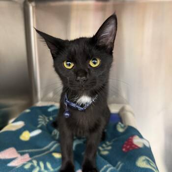 Lola -  Domestic Short Hair Cat for Adoption in Neosho, Missouri - Lola | PetCurious