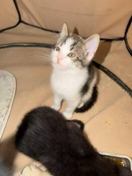 Kale Wi -  Domestic Short Hair Cat for Adoption in West Peoria, Illinois - Kale Wi | PetCurious