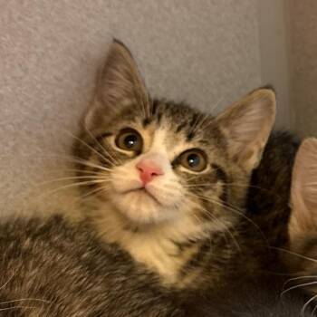 Whack -  Domestic Short Hair Cat for Adoption in Pittsburgh, Pennsylvania - Whack | PetCurious