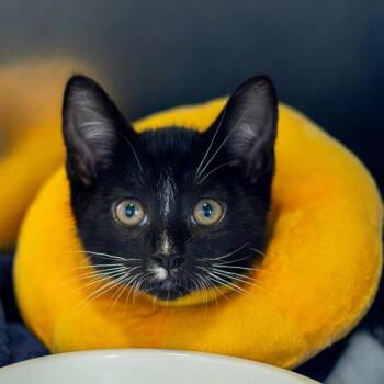 Frank Sinatra -  Domestic Short Hair Cat for Adoption - Frank Sinatra | PetCurious
