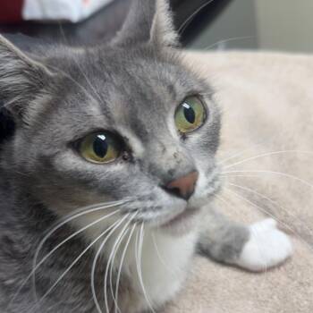 Shasta -  Domestic Short Hair Cat for Adoption in Lakewood, Colorado - Shasta | PetCurious