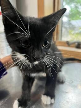 Demi -  Domestic Short Hair Cat for Adoption in Dayton, Minnesota - Demi | PetCurious