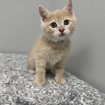 Domestic Short Hair and American Shorthair Cats Available for Adoption - Donald | PetCurious