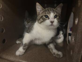 CAMILLE* -  Domestic Short Hair Cat for Adoption in Santa Cruz, California - CAMILLE* | PetCurious