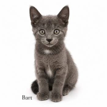 Bart -  Domestic Short Hair Cat Available for Adoption in Stevensville, Michigan - Bart | PetCurious