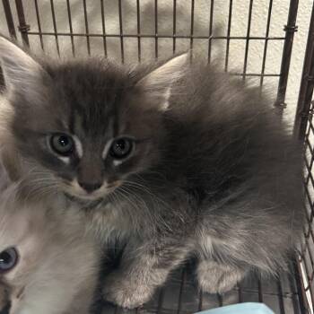 Merlin* -  Domestic Long Hair Cat for Adoption in San Gabriel, California - Merlin* | PetCurious
