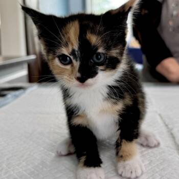 Ember Lansberry -  Domestic Short Hair Cat for Adoption in Woodstock, Virginia - Ember Lansberry | PetCurious