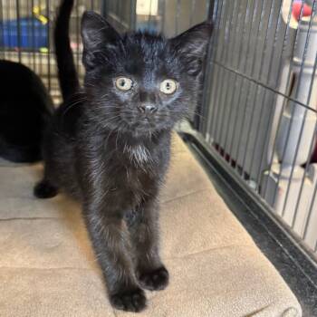 Domestic Short Hair Cats Available for Adoption in Saginaw, Michigan - Destiny | PetCurious