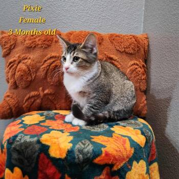 Rescue Tabby and Domestic Short Hair Cats for Adoption in Mission Viejo, California - Pixie | PetCurious