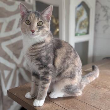 Dilute Tortoiseshell Cats Available for Adoption - Zelda- Female Teen Kitten | PetCurious
