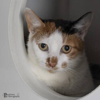 Domestic Short Hair Cats Available for Adoption - Snowflake | PetCurious
